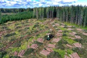 Прибыль частных лесов в Финляндии превысила 1,5 млрд евро