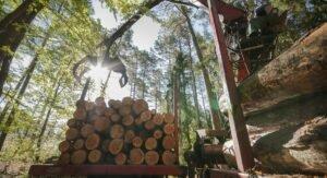 LP(Польша): Дальнейшие шаги по ограничению экспорта древесины