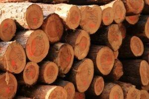 Чехия: значительный рост цен на круглый лес
