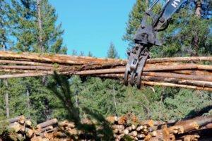 Новое законодательство Британской Колумбии направлено на перераспределение прав на заготовку древесины