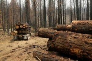Более 100 мировых лидеров обещают положить конец вырубке лесов к 2030 году