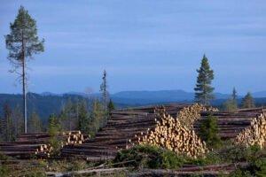 Дальнейший рост цен на круглые лесоматериалы хвойных пород в Норвегии