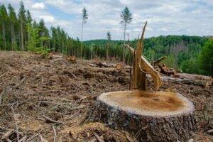 Мертвая древесина составляет пятую часть российских лесов