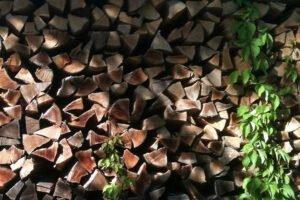Растущий интерес к поставкам промышленной древесины лиственных пород