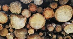 Крушение надежд: почему ЕС не нравится решение России ограничить экспорт сырой древесины