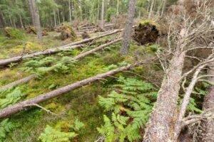 Намеренное повреждение, вывал и обезвершинивание деревьев: инструменты для ускорения одичания лесов Шотландии