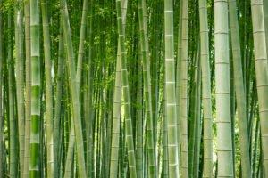 Точка зрения: зачем нужны здания с деревянным каркасом из бамбука