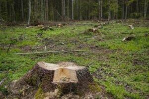 В Бурятии цифровизация оборота древесины может вызвать очередной рост цен на дрова