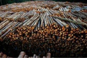 Цена продажи круглых лесоматериалов ели в Китае немного снизилась