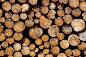 Рост цен на древесину облегчает восстановление лесов