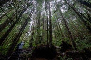 Вырубку старовозрастных лесов в Канаде приостановили на два года