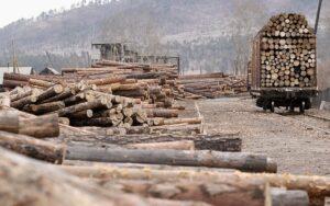 Халява закончилась: Почему Европа жалуется в ВТО из-за запрета России на вывоз леса