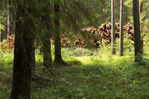 Финские лесовладельцы в 2021 году продали на 27% больше древесины