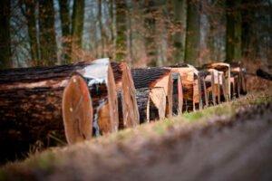 Новые ценовые рекорды на аукционе ценной древесины лиственных пород в Нижней Саксонии