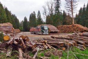 Стабильно высокий спрос на промышленную хвойную древесину