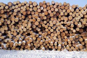 Латвия: цены на круглый лес продолжают расти