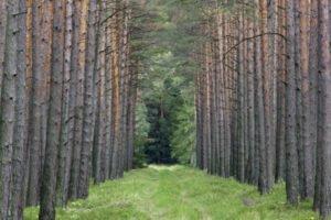 Нехватка древесины надвигается без проявления усилий по посадке деревьев в Великобритании