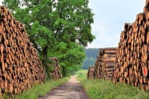Ассоциации ожидают достаточного обеспечения рынка древесиной в 2022 году