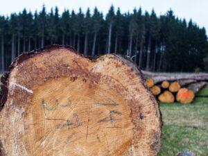 Санкции Европы загнали российский лес на рынок Китая