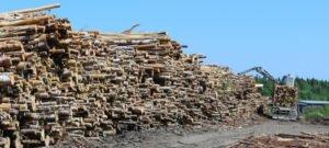 Карельской древесине закроют путь в Европу?