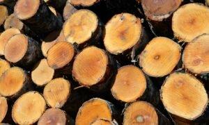 Древесина в Латвии растет в цене. Виноваты санкции