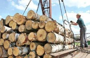 Железный занавес для «конфликтной» древесины