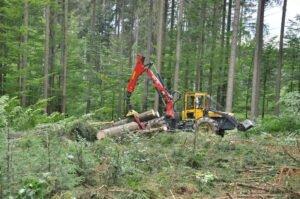 Ассоциации призывают к изменению стратегического курса развития европейской лесной промышленности