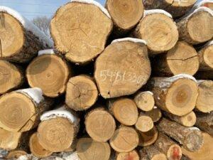 РФ: лесной бизнес может выдохнуть – цифровизацию отложили
