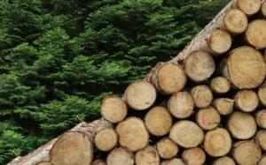 Государственная компания «Леса Чехии» начала продавать древесину мелким и средним потребителям по прямым договорам