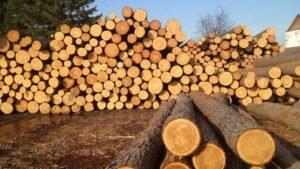 Польский экспорт древесины в круглом виде остается высоким