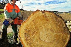 Высокие цены и спрос: заготовлено почти на десять процентов больше древесины