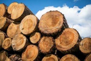 РБ: Правила реализации древесины вскоре обновят