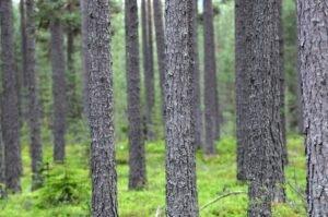 Sveaskog и ForestX запускают KingPin — новый инструмент искусственного интеллекта, повышающий ценность леса