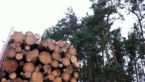 За четыре месяца года из Латвии вывезли леса на 1,4 млрд евро