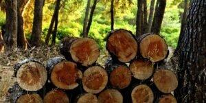 Эстония: Почему на дрова такие высокие цены, и можно ли нарубить их самостоятельно