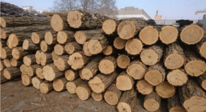 Молдова: Лесники бьют тревогу: Придут холода, люди начнут незаконно вырубать лес