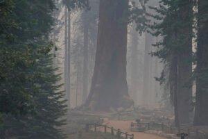 Как спасти древнее гигантское дерево от лесного пожара