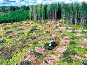 РФ: Ущерб и цена леса: как повысить эффективность лесоуправления?